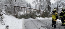 Technischer Einsatz: Baum über Straße Technischer Einsatz: Baum über Straße